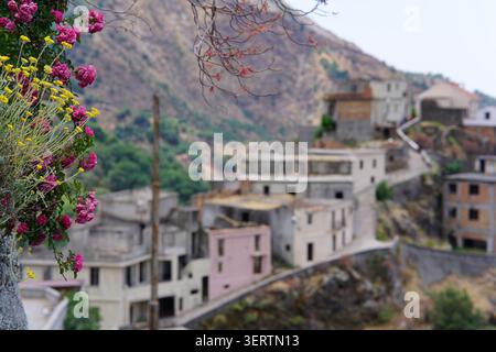 Fiori in primo piano con vista sul villaggio abbandonato di Roghudi Vecchio sulla collina nel Parco Nazionale di Aspromonte, Calabria Sud Italia. Foto Stock