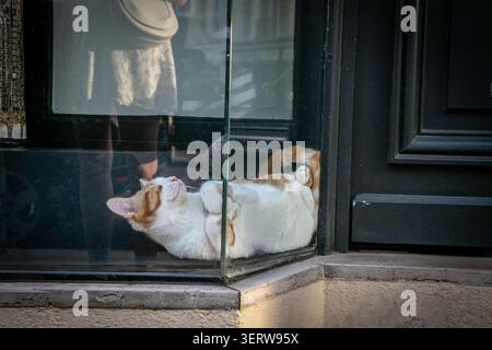 Gatto zenzero e bianco che si rilassa nell'angolo di una vetrina di vetro, riposando comodamente dietro il display. Il gatto domestico rilassato Foto Stock