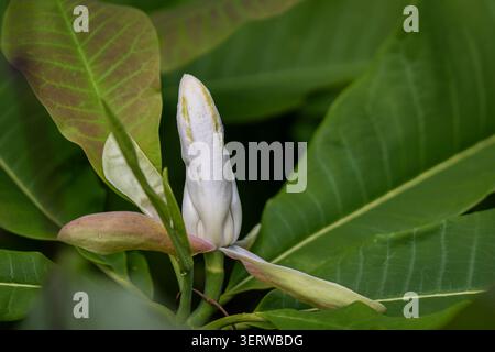 Ombrello magnolia (magnolia tripetala) gemma di fiori che emerge tra grandi foglie dall'aspetto tropicale, catturato dalla luce naturale soffusa con un ricco fogliame verde. Foto Stock