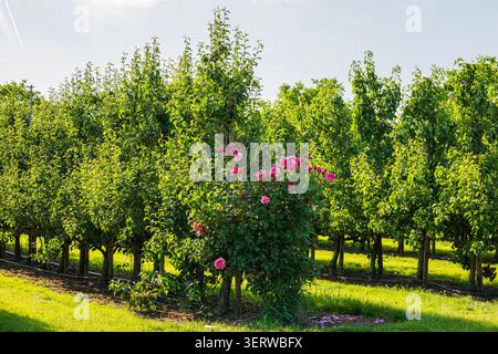 Rosa rosa cespuglio in fiore nel frutteto verde, splendido arbusto di fiori di rosa nella piantagione agricola con alberi in file, giardino estivo. Foto Stock