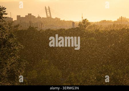 Soffici semi di pioppo che volano in aria in estate. Allergia stagionale estiva al polline e alla lanugine degli alberi. Foto Stock