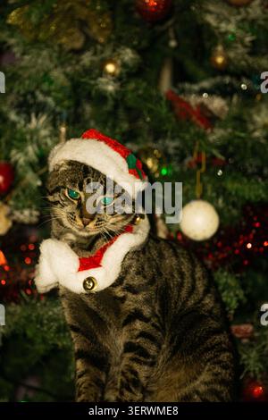 Questo è un simpatico gatto da tabby che indossa un cappello e una sciarpa di Babbo Natale, seduto davanti a un albero di Natale. Foto Stock