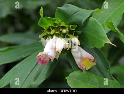 Zenzero a spirale africano, Costus lucanusianus, Costaceae. Etiopia, Africa. African Spiral Ginger Plant, Costus lucanusianus è una specie di pianta nativ Foto Stock