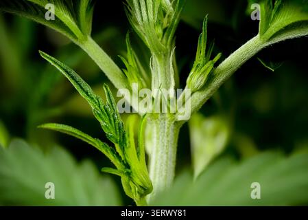 Macro shot di una giovane Mimosa Evo auto pianta di cannabis top shoot, che mostra la fase di transizione pre-fiore con pistole bianche su backgro nero Foto Stock