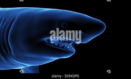 Illustrazione della testa di un grande squalo bianco (Carcharodon carcharias). Vista laterale. Foto Stock