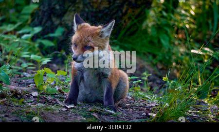 Un cucciolo di volpe e' seduto sul pavimento della foresta, osservando i suoi dintorni Foto Stock
