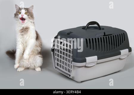 Un gatto a bocca aperta siede accanto a un contenitore per animali. Supporto per il trasporto di animali domestici su sfondo grigio. Foto Stock