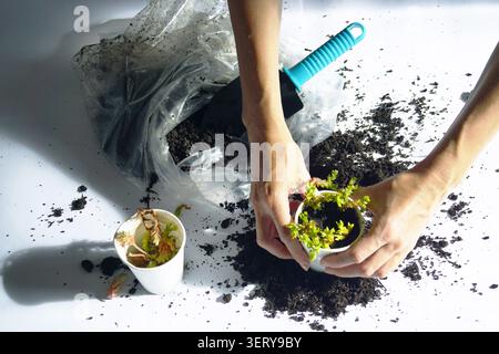 Flat lay di mani che cullano un portavasi in carta con talee di succulente verdi. Cattura hobby di giardinaggio accessibili e la realizzazione di progetti domestici fatti a mano. Foto Stock