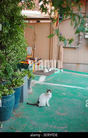 Due gatti randagi che riposano in un vicolo con piante in vaso e un pavimento verde, Seoul, Corea del Sud Foto Stock