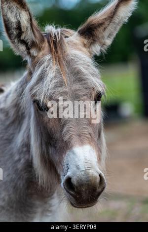 Ritratto di asino. Amore Terapia dell'asino Foto Stock