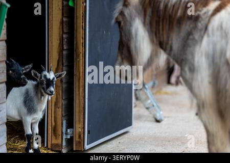 Le capre incontrano l'asino. Amore Terapia dell'asino Foto Stock
