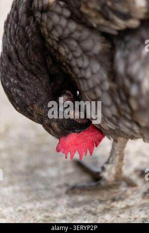 Preparazione del pollo alla Love Donkey Therapy Foto Stock