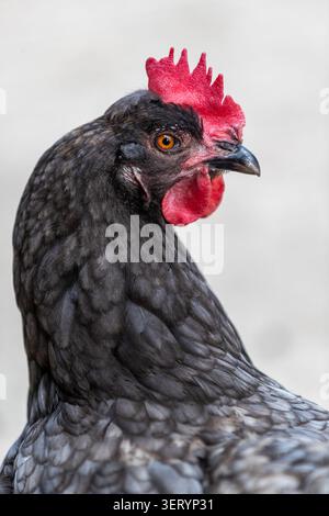 Ritratto di pollo alla Love Donkey Therapy Foto Stock