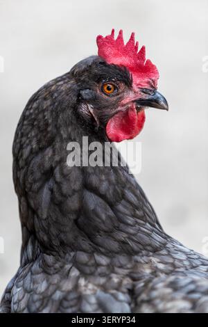Ritratto di pollo alla Love Donkey Therapy Foto Stock
