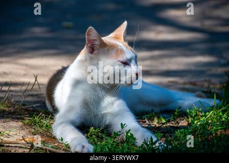Bianco e gatto allo zenzero illuminato dal sole che riposa all'ombra del pomeriggio Foto Stock