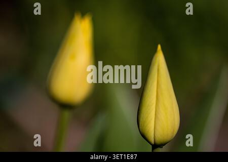 Due germogli di tulipani gialli crescono da vicino in un giardino con piante verdi intorno a loro durante il giorno. Foto Stock