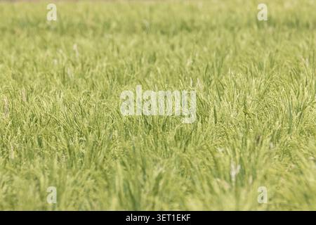 Foto ravvicinata di un campo di risaie agricole alla luce del giorno Foto Stock