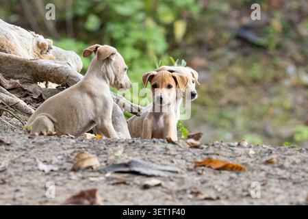 Cuccioli di cani randagi in piedi da Lakeside in India. Cuccioli abbandonati con cani di strada in un ambiente naturale sul lago Foto Stock