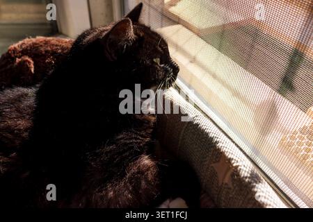 Un elegante gatto nero con occhi verdi osservanti che riposano comodamente su un davanzale, osservando attentamente attraverso un parabrezza illuminato dal sole durante un tranquillo soggiorno Foto Stock