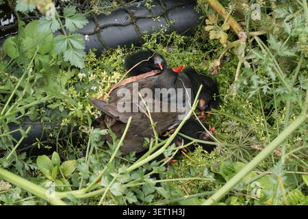 Una Common Moorhen (Gallinula chloropus) sul nido con i pulcini appena nati a Henleaze Lake, Bristol, Regno Unito Foto Stock