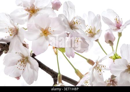 Vista ravvicinata di fiori di ciliegio rosa pallido e bianchi in primavera a Chiyoda, Tokyo, Giappone. Foto Stock
