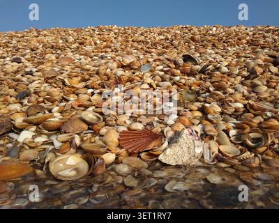 Prima vista di un letto di conchiglie diverse, con il mare sullo sfondo, sulla spiaggia di Isla Caiman a Isla Cristina, Huelva, Andalusia, Spagna. Foto Stock