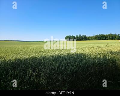 germania, vista infinita su un vibrante campo di grano verde sotto il magnifico cielo blu nel paesaggio rurale Foto Stock