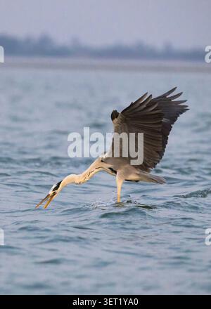 Heron grigio con pesce fresco nelle calme acque paludose. Un Heron Grigio si trova in acque calme delle zone umide e tiene un pesce appena pescato nel suo becco. Foto Stock