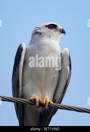 Ritratto primo piano di aquilone con ali nere in luce naturale. Primo piano dell'uccello preda. Foto Stock