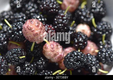 primi piani di gelso nero, bianco e rosa Foto Stock