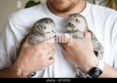 Uomo che tiene in mano due adorabili gattini scozzesi Foto Stock