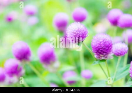 Fiori di amaranto a globo viola che fioriscono in un lussureggiante giardino con morbido sfondo bokeh che crea una vibrante esposizione floreale e bellezza naturale stagionale Foto Stock