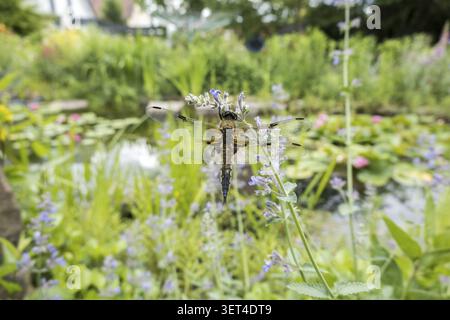 Damselfly a quattro macchie (Libellula quadrimaculata) con un'ala rotta, Weilerswist, Renania settentrionale-Vestfalia, Germania Foto Stock