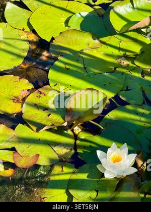 Bellissimo giglio e fiore di loto bianco in uno stagno con spettacolari ombre che gettano sull'acqua. Foto Stock