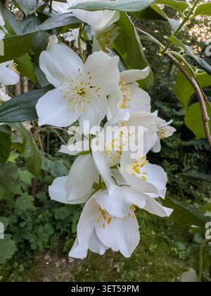 Filadelphus coronarius fiorisce in un parco in estate. Foto Stock