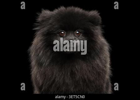 spitz nero della Pomerania divertente ritratto da primo piano con un'espressione sciocca e confusa su sfondo nero, foto in studio Foto Stock