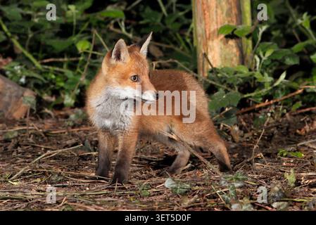 Cucciolo di volpe di notte, Regno Unito. Foto Stock