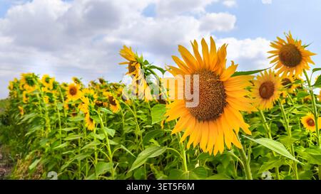 Bellissimo campo di girasole che fiorisce sotto un cielo blu con nuvole bianche Foto Stock