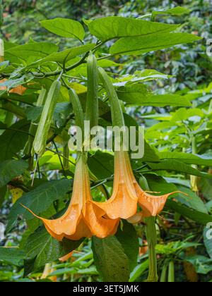 Vista verticale ravvicinata dei colorati fiori arancioni gialli della brugmansia aurea, nota anche come tromba dell'angelo dorato che fiorisce all'aperto su sfondo naturale Foto Stock