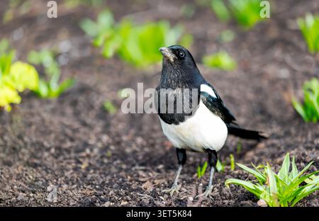 Ritratto ravvicinato di magpie eurasiatiche (Pica pica) che si forgiano su un terreno di giardino scuro, Regno Unito. Foto Stock