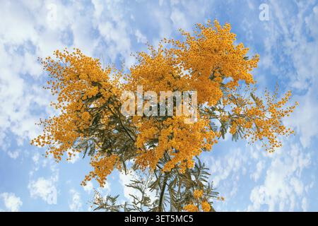 Ramo dell'albero del sonaglino in fiore. Fiori gialli luminosi contro il cielo. Acacia dealbata Foto Stock