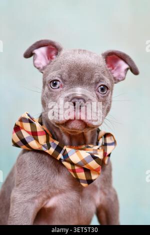 Simpatico cucciolo di Bulldog francese in lilla che indossa un cravatta davanti allo sfondo blu dello studio Foto Stock