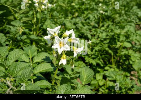 Foto dettagliata della fioritura delle patate in un'azienda agricola Foto Stock