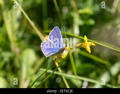 Comune farfalla blu su Trefoil piede di uccello Foto Stock