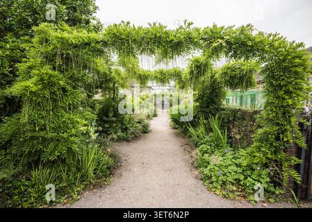 Porzione dell'arco di Wisteria presso gli Aberglasney Gardens nel Carmarthenshire nel Galles del Sud. Foto Stock