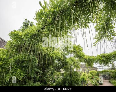 Porzione dell'arco di Wisteria presso gli Aberglasney Gardens nel Carmarthenshire nel Galles del Sud. Foto Stock