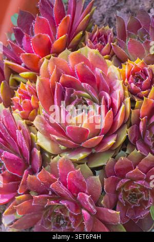 Primo piano di succulenti rosoni rossi e verdi che crescono nel terreno del giardino, mostrando colori vivaci, motivi naturali e texture ornamentali delle piante Foto Stock