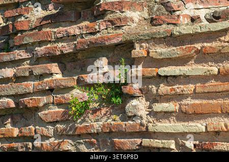 Vista ravvicinata di un vecchio muro di mattoni con muratura deteriorata e piccole piante che crescono tra i mattoni, mostrando un'architettura storica e una consistenza resistente agli agenti atmosferici Foto Stock