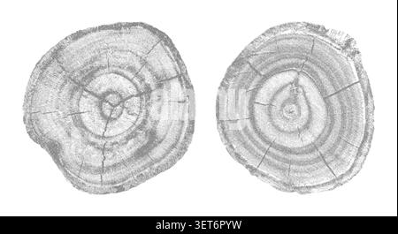 Struttura in legno naturale con motivo ad anello ad albero. Sezione trasversale che mostra le linee di crescita organica, illustrazione vettoriale della struttura a grana circolare irrigidita. Illustrazione Vettoriale