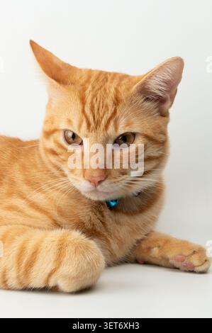 Ritratto di un simpatico gatto arancione con colletto isolato su sfondo bianco studio Foto Stock